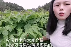 可泡酒的万寿果拐栆果，降三高，防癌症的绿色佳品#果苗#农业技术视频封面