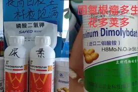 促进大豆结荚饱满视频封面