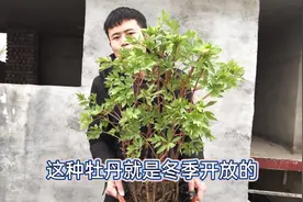 盆栽牡丹冬季是如何防寒的今天小赵把经验分享给大家一起学习吧视频封面