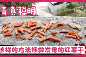 四川连续下半个月雨，红薯干都发霉了，农村姑娘用这样的方法拯救视频封面
