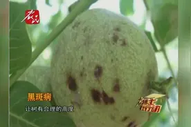 核桃黑斑病防治视频封面