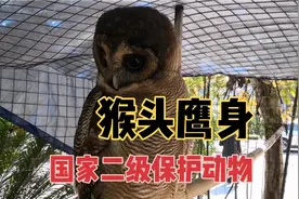 在饭店碰到一种夜间猛禽，长着猴头鹰身，还是国家二级保护动物