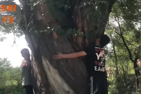 槐树已有300多年的历史，三个人手拉手抱不住，来看看长什么样子视频封面