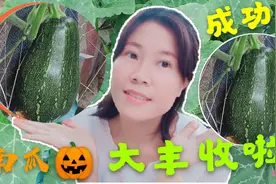 楼顶种南瓜🎃第一茬南瓜坏了，后面有大大的惊喜，收获4-5个视频封面