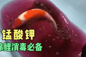 去名扬锦鲤带回一条板井红白，回家高锰酸钾过水直接合缸视频封面