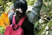 寄生在树上的石橄榄视频封面