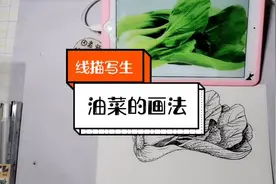 少儿美术教程，线描写生，油菜的画法