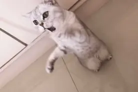 像土拨鼠的猫咪视频封面