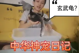 超大超长脖子的乌龟，黑呼呼酷似玄武力气特别大，玄武的原型蛇劲
