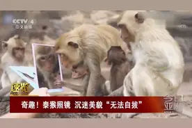 泰猴照镜沉迷美貌“无法自拔” 猴王的威严呢？视频封面