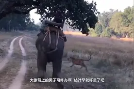 男子骑在大象背上，路中遇见老虎袭击，下一秒被镜头拍下了视频封面