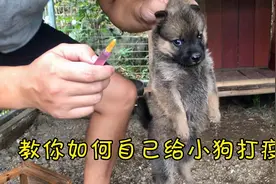 给小狗打疫苗其实很简单也很有必要，看我视频让我教你吧