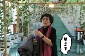 糖老羊的甜蜜一生由自已视频封面