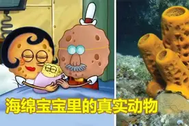 海绵宝宝里面的真实动物视频封面