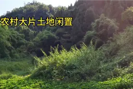 农村大片土地闲置，没人耕种，杂草丛生，怎样才能合理利用起来视频封面