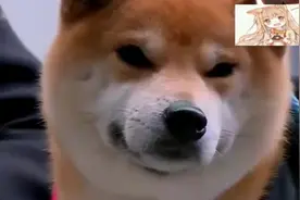 黄渤和孙红雷寻找狗狗，这段真的是看一次笑一次！视频封面
