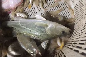第一次跟着渔船出海，原来海上是这样下地笼的，一起来看看吧
