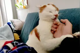 15斤橘猫肥咪被主肆意嘲笑是土猫，气的和主打架，养土猫有啥好处