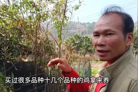 种香草配香料，生态园内养香鸡视频封面