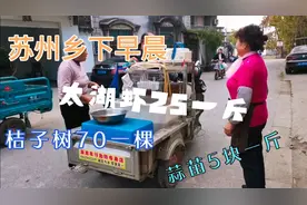 苏州乡下早晨被叫卖声叫醒，太湖大虾🦐25一斤，桔子树70一棵。视频封面