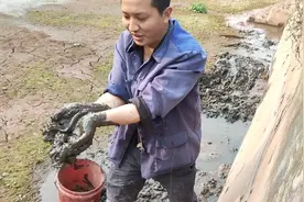 池塘淤泥里到处是泥鳅，只要找到了洞口，一抓一个准视频封面