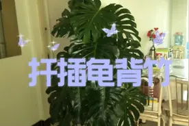 怎样扦插龟背竹的方法。视频封面