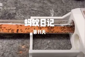 养蚂蚁之津道铺道蚁#蚂蚁
