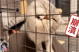 猫咪发情，跳到铲屎官肩膀上，铲屎官：崩溃了！视频封面