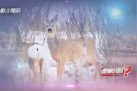 动物知识-东北神兽狍子受到惊吓会站住不动？所以叫傻狍子？视频封面