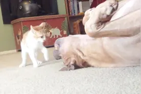 好好看好好学，凶残小猫在线殴打百磅斗牛犬，狗子还得说声好视频封面