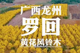 广西龙州罗回 10亩黄花风铃木齐开 惊艳了这个小乡村的春天视频封面