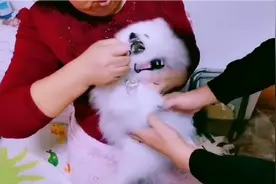 让一个不吃药的狗狗吃药，简直比搞科研还难视频封面