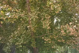 银杏树叶缘枯病如何防治？视频封面