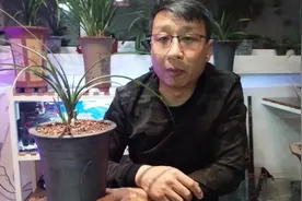 如何处理兰花老苗，新手必修课。视频封面