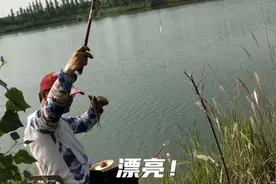 人迹罕至的废弃窑湾，苦觅野鲫、狂拉白条，晒得黢黑，值！视频封面