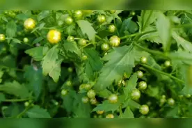 野菊功效清热解毒，疏风散热，明目降压，治疔疮暗疮，咽喉肿痛等视频封面