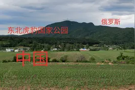 东北虎保护区内清理铁蒺藜，小志被眼前景象吓跑了，这是看到了啥视频封面
