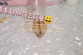 聪明的小仓鼠巧妙越狱，主人：你这样钻出来的不算！视频封面