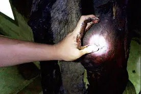 母猪腊肉食用隐患多，农村小伙山里挑选腊肉，教你三招识别母猪肉视频封面