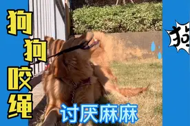狗狗咬绳子，不想被拴住，不拴住，就这样的脾气，可是在小区不可视频封面