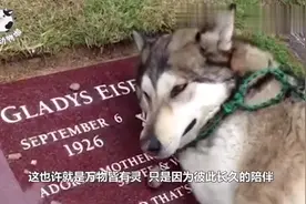 狗狗是人类最好的朋友 狗狗在主人墓前伤心的嘴角抽搐视频封面