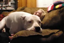 认为自己是宝宝的大型犬：我还小啊，我要坐在主人腿上！视频封面