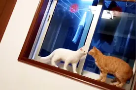 猫咪带“女朋友”回家，进门后二话不说先亲一口，向主人表明心意视频封面
