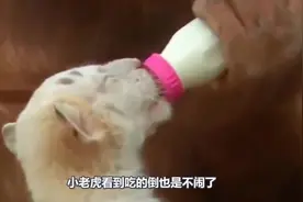 黑猩猩母爱爆棚，抓住小老虎强行喂奶，镜头记录爆笑全过程！视频封面