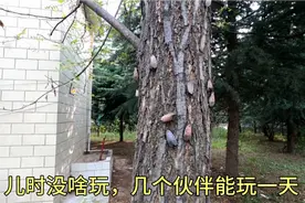 河南有种昆虫叫“花大姐”，小时候经常拿来玩，在你们那叫什么？