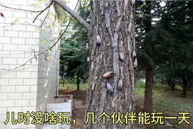 河南有种昆虫叫“花大姐”，小时候经常拿来玩，在你们那叫什么？