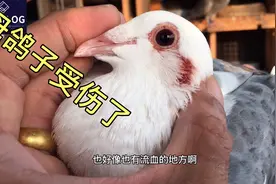 鸽子放出去家飞，回来后母鸽子受伤流血，得不偿失视频封面