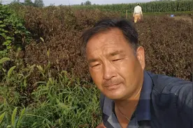 亳州老吴在农村白芍地套种小白菜，白芍今年四年正不想卖掉视频封面