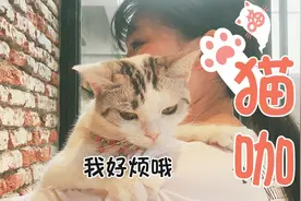 撸猫一时爽，一直撸一直爽，带你去长沙猫咖撸遍小猫咪视频封面