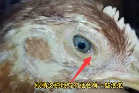 鸡支原体有什么表现？喂什么好，一直困扰了所有养殖户视频封面